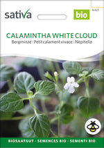 Bjergmynte - Calamintha white cloud - ØKO