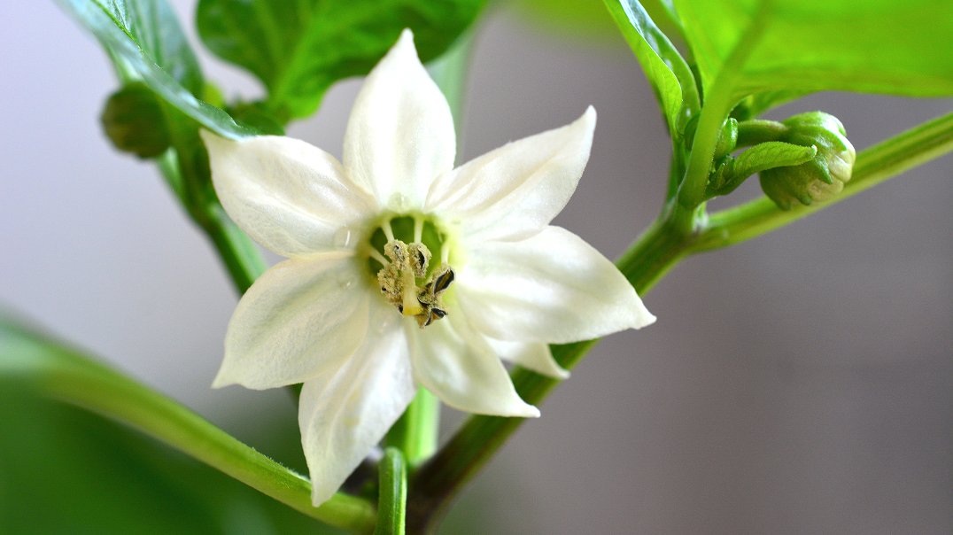 Capsicum annuum