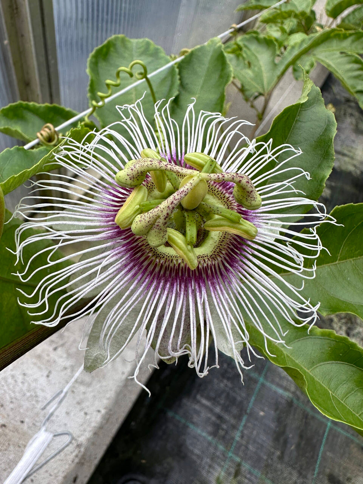 Passiflora