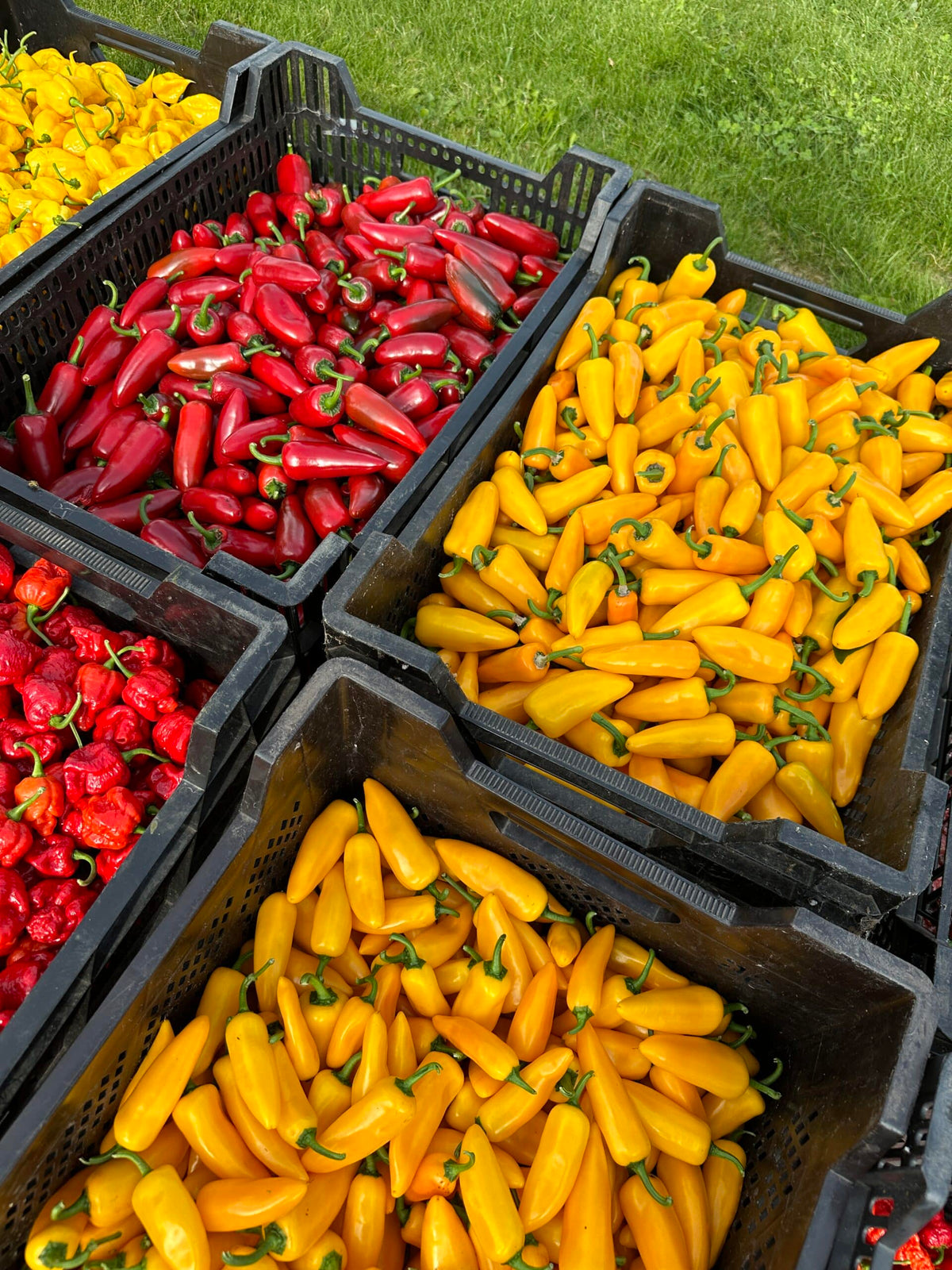 Friske Chilifrugter