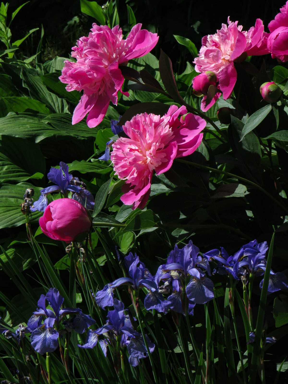 Frø - Blomster