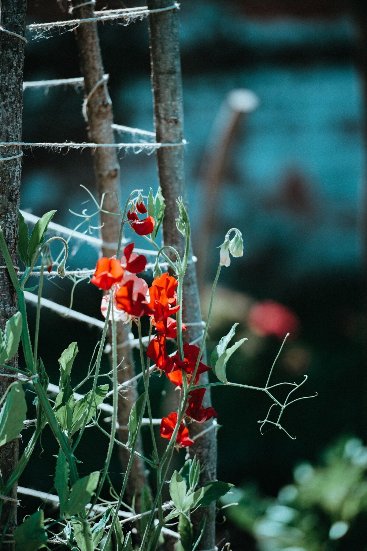 Lathyrus - Ærteblomster