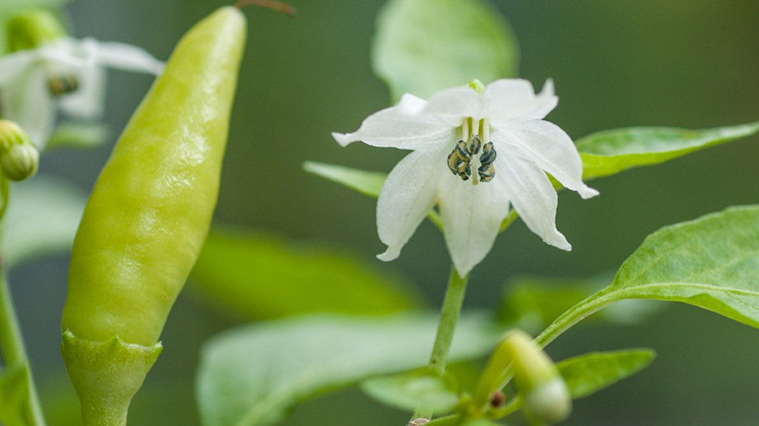 Capsicum chinense