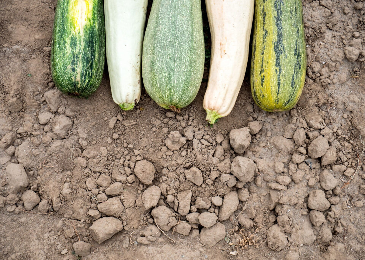 Squash - Zucchino