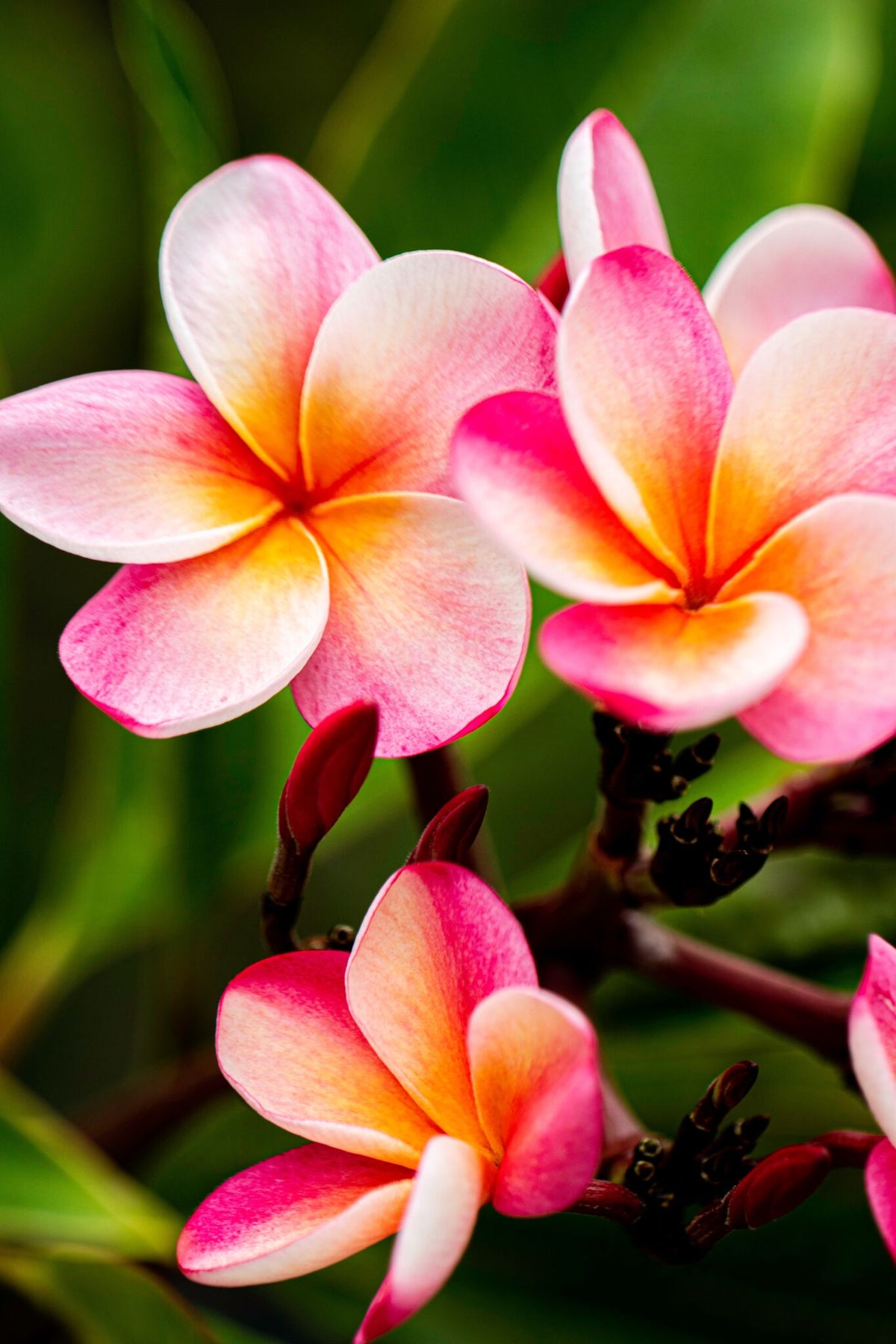 Plumeria - Den ægte hawaiiblomst