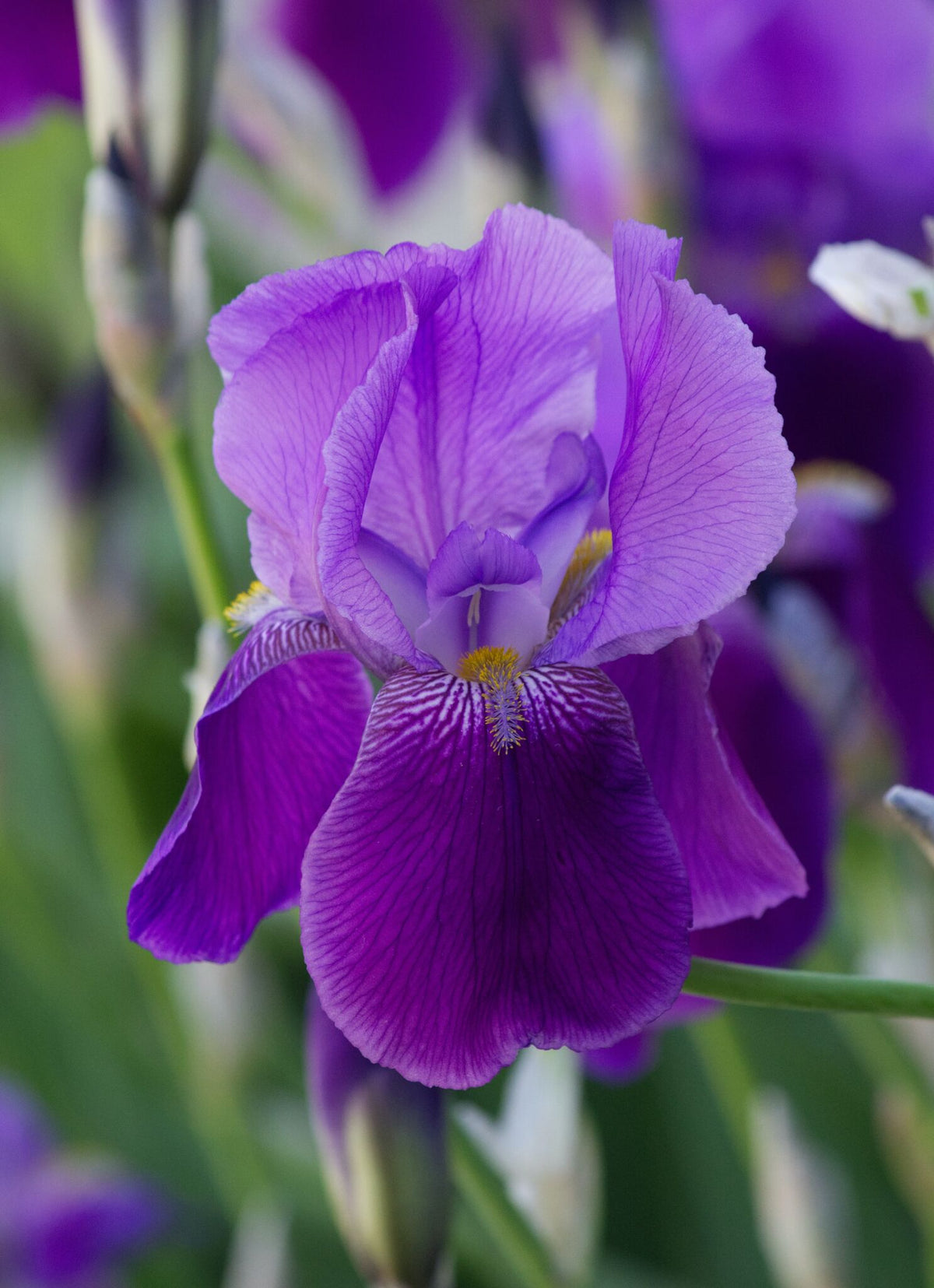 Iris og Liljer