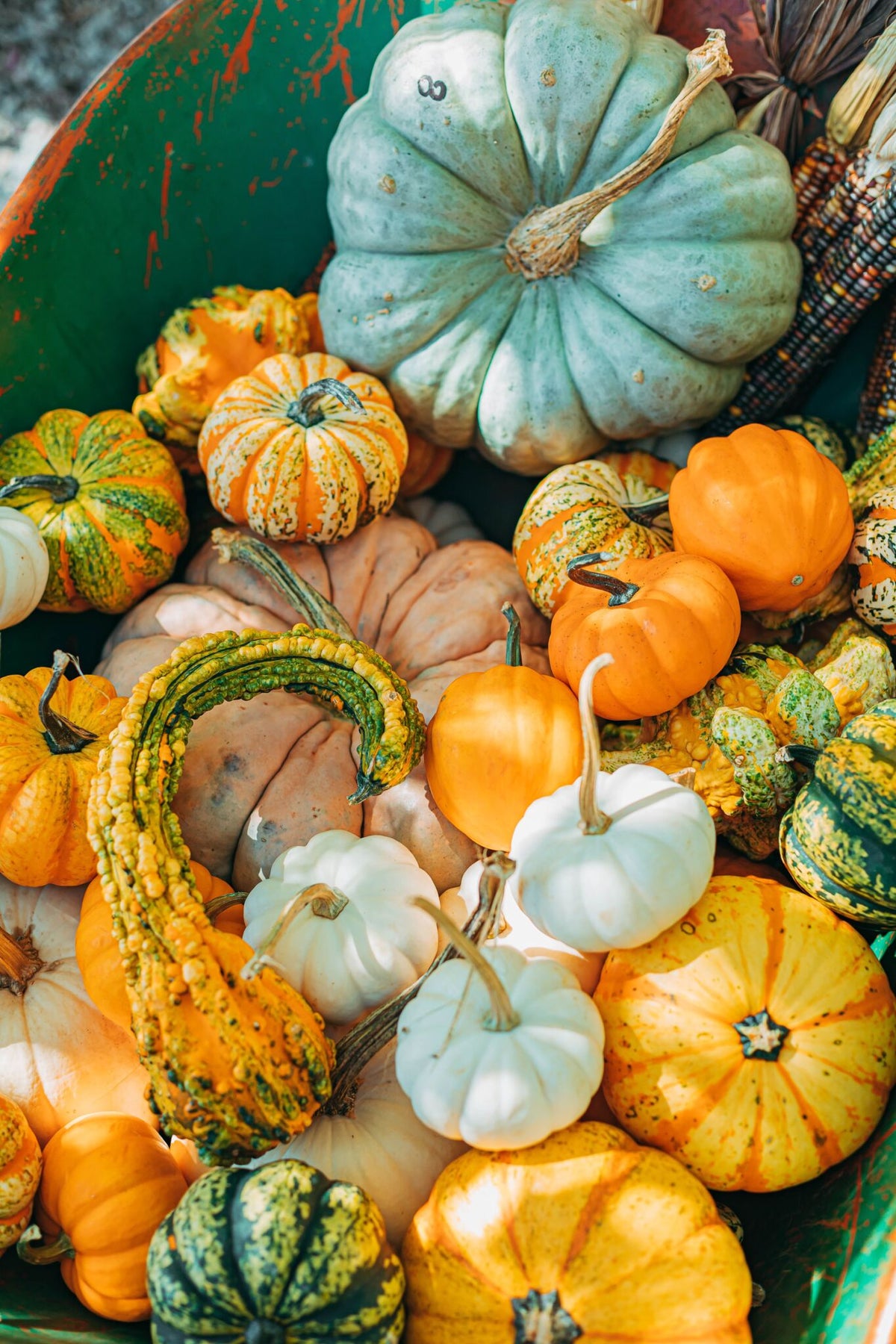 Græskar/Squash
