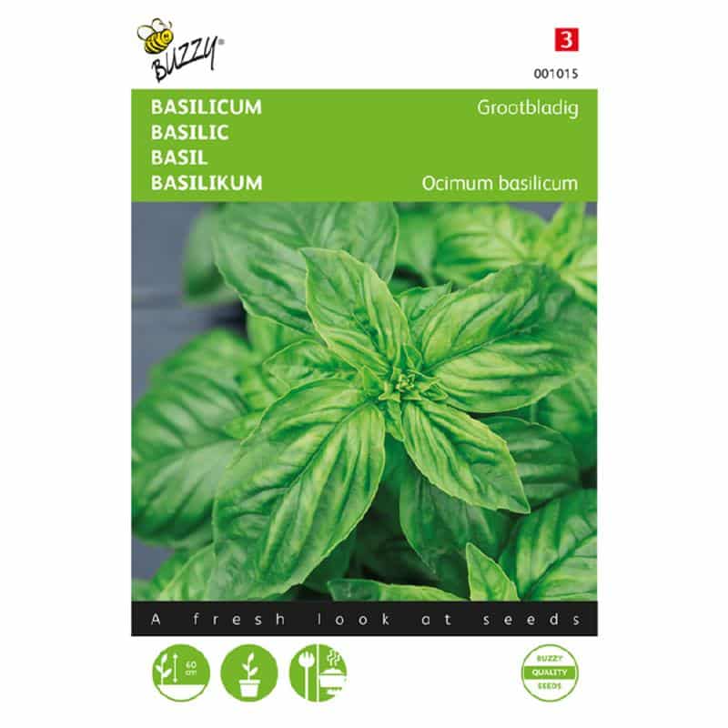 Basilikum - Storbladet