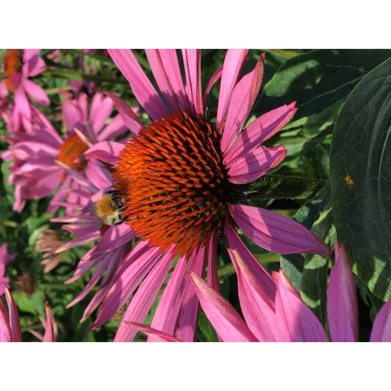 Echinacea purpurea – Purpursolhat