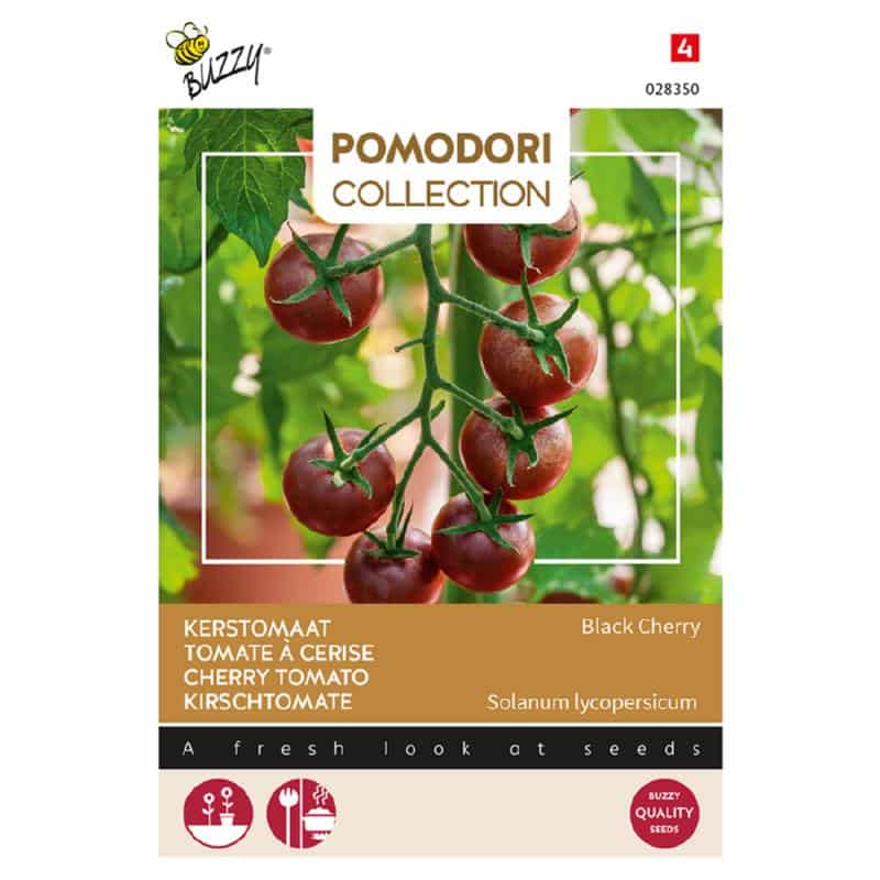 Cherry Tomat - Black Cherry - Solanum lycopersicum