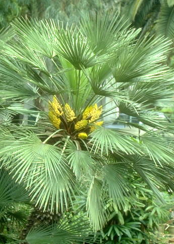 Europæisk Viftepalme - Chamaerops humilis