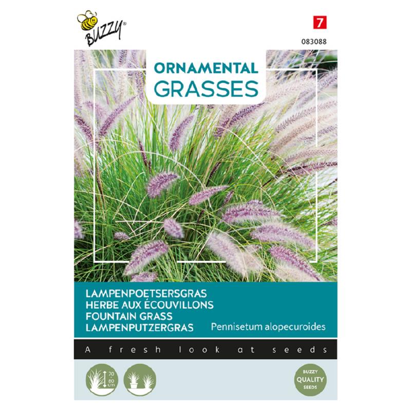 Prydgræs - Lampepudsegræs - Pennisetum alopecuroides