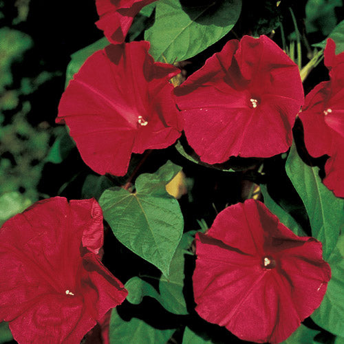Scarlet O'Hara Pragtsnerle - Ipomoea Hederifolia