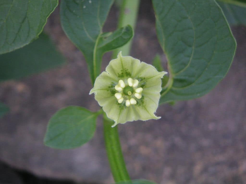 Jaltomata Procumbens