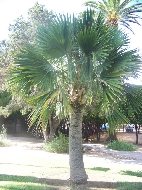 Hispaniola Palmetto - Sabal domingensis