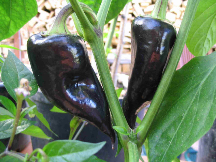 Black Hungarian - C. annuum