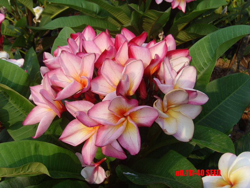 Plumeria -  111
