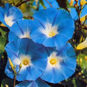 Heavenly Blue - Ipomoea Tricolor