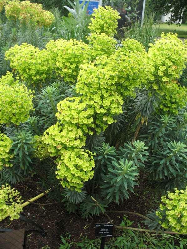 Middelhavsvortemælk - Euphorbia characias