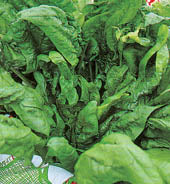 Spinat - Bloomsdale - Spinacia oleracea