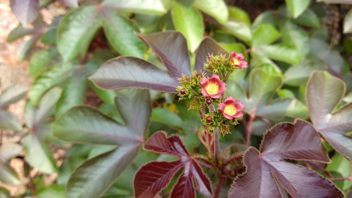 Sort krabbebusk - Jatropha gossypiifolia.
