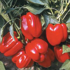 Peberfrugt - Lamuyo F1 Hybrid