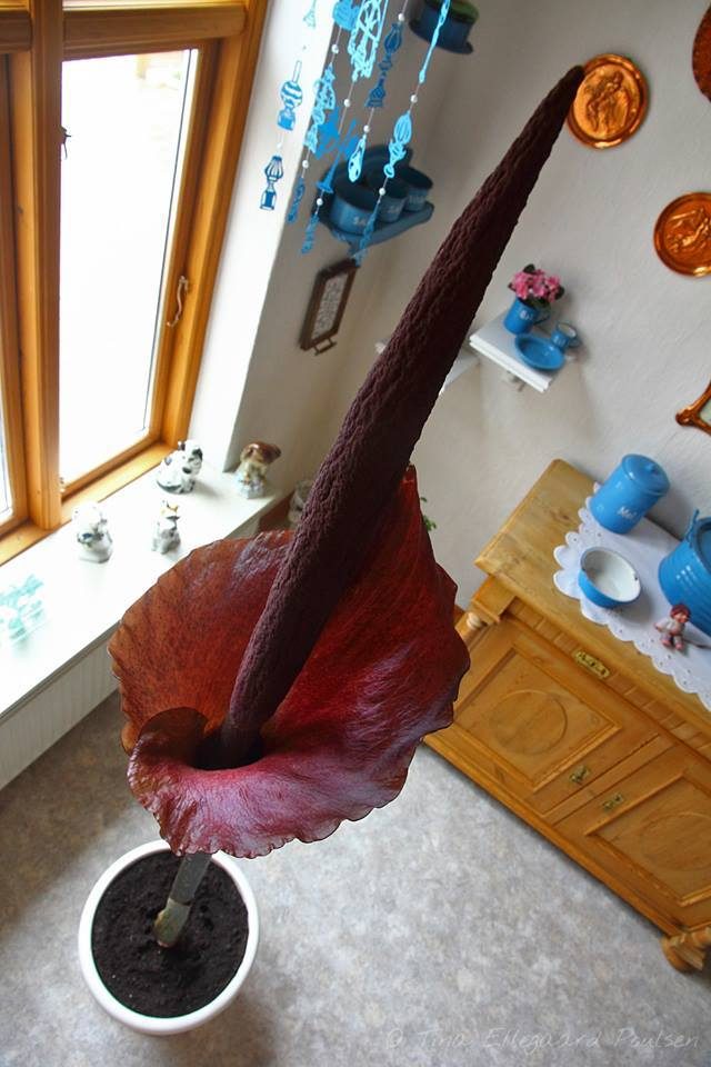 Leopardstilk - Amorphophallus konjak - Knold
