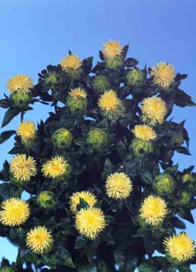 Falsk Safran - hvid - Safflower - Carthamus tinctorius