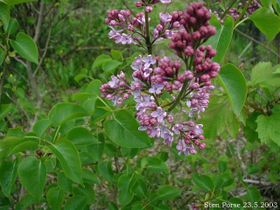 Almindelig Syren - Syringa Vulgaris