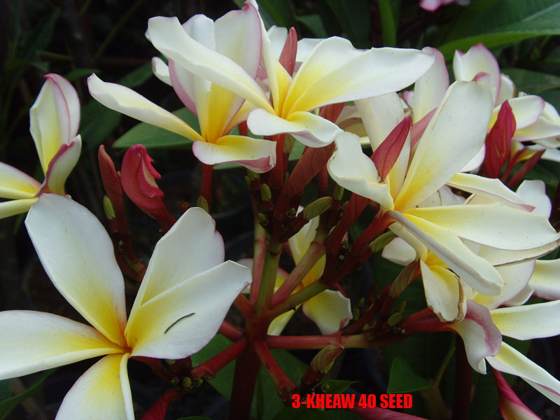 Plumeria -  3 Kheaw