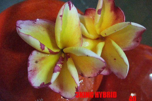 Plumeria -  3 Kings
