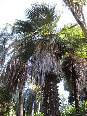 Trithrinax brasiliensis var. acanthocoma Palme