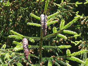 Orientalsk Gran - Picea orientalis