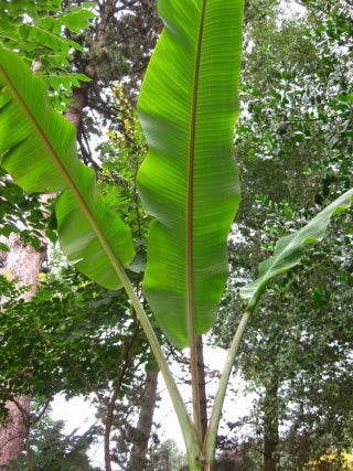 Musa Cheesmannii