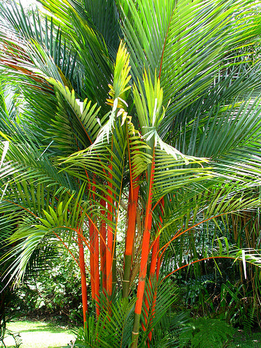 Sealing Wax Palme - Cyrtostachys lakka
