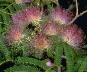 Silkerose/Silketræ - Albizia Julibrissin