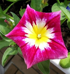 Jomfruskørt - Convolvulus Tricolor - Red Ensign