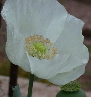 Persian White - Opiumsvalmue