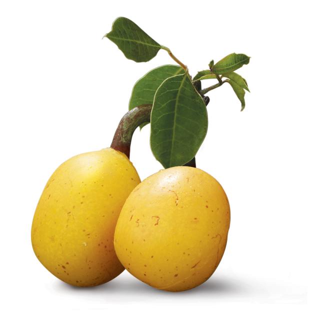 Marula -  Sclerocarya birrea
