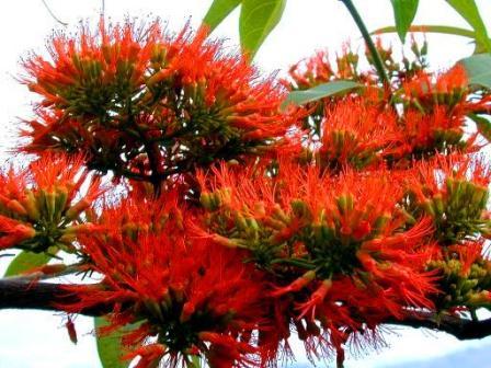 Combretum microphyllum