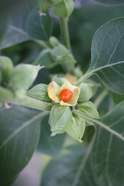 Indisk Ginseng - Withania somnifera
