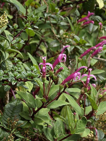 Centropogon cornutus