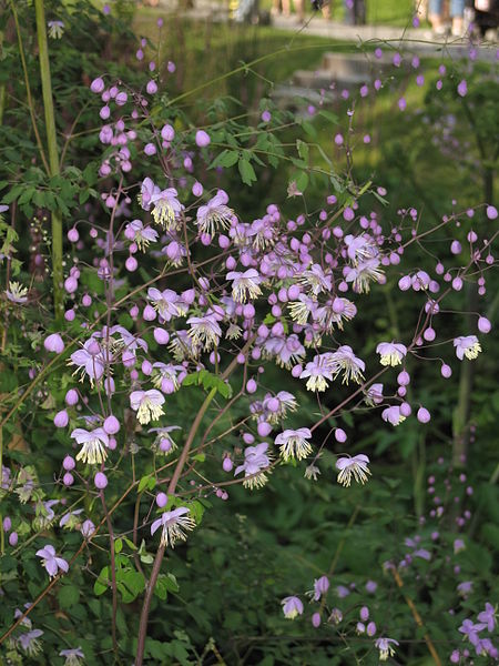 Violfrøstjerne - Thalictrum delavayi