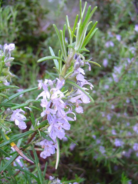Rosmarin - Rosmarinus officinalis