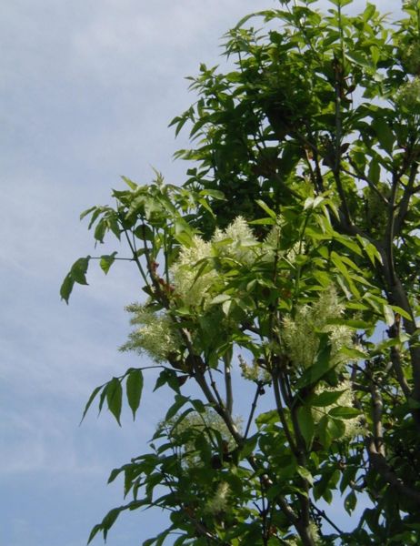Manna Ask - Fraxinus Ornus