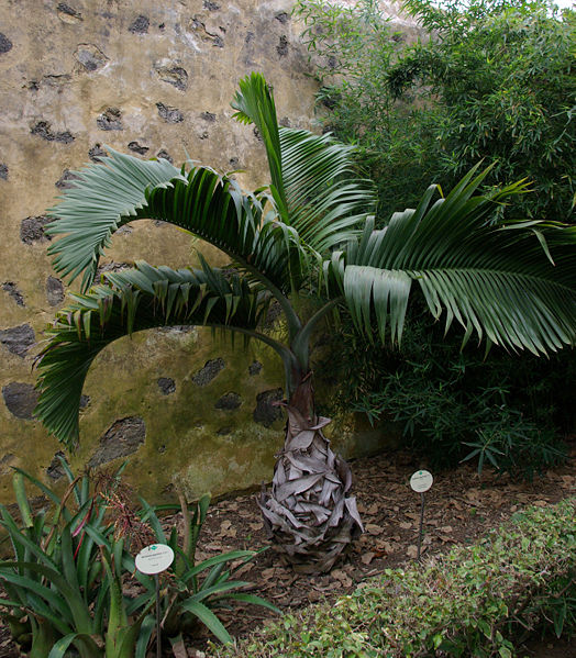 Tønde Palme - Hyophorbe lagenicaulis