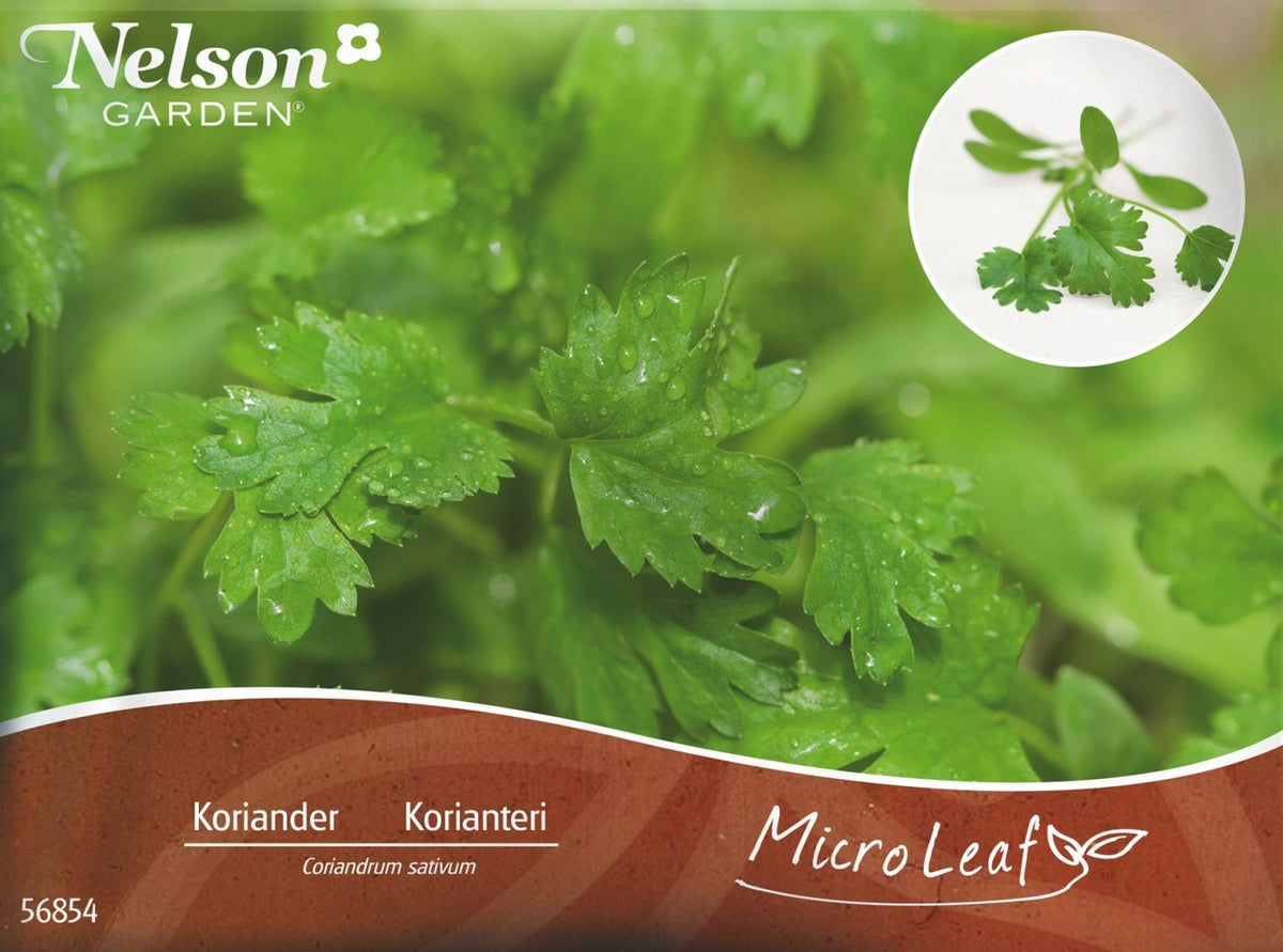 Micro Leaf, Koriander  'Micro Splits'