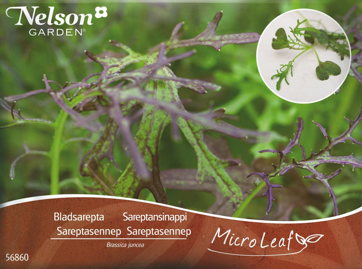 Micro Leaf, Sareptasennep  'Red Frills'
