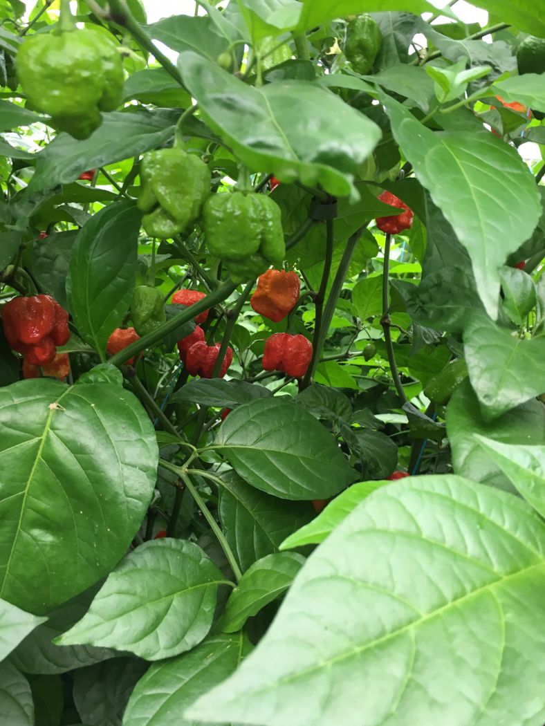7 Pot Primo - 100 gram - Friske Frugter