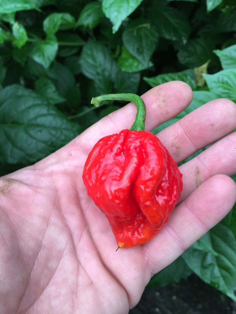 7 Pot Primo - 100 gram - Friske Frugter